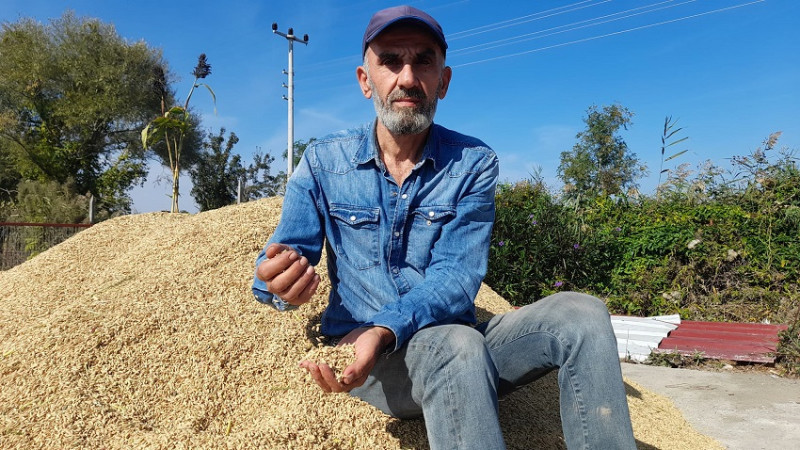 Bafra Baldosu Çeltik Tohumu Satışta! 