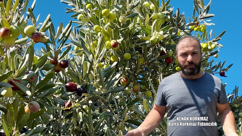 Bafra’da Zeytin Bahçelerine İlgi Artıyor!