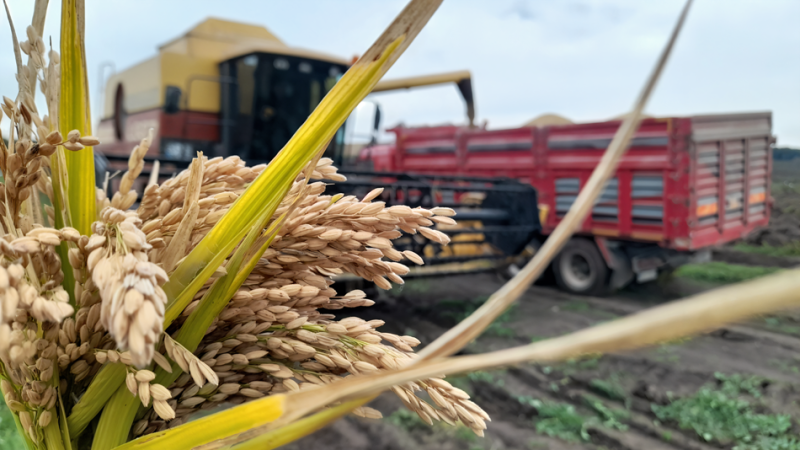 Yağışlar Bafra Ovası’nda Çeltik Hasadını Yavaşlattı