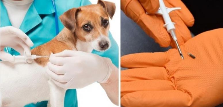 EV HAYVANLARININ DİJİTAL KİMLİKLENDİRİLMESİ İÇİN SON GÜN