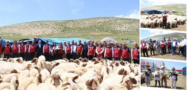 DEPREM BÖLGESİNDE KÜÇÜKBAŞ HAYVAN  DAĞITIMI YAPILDI