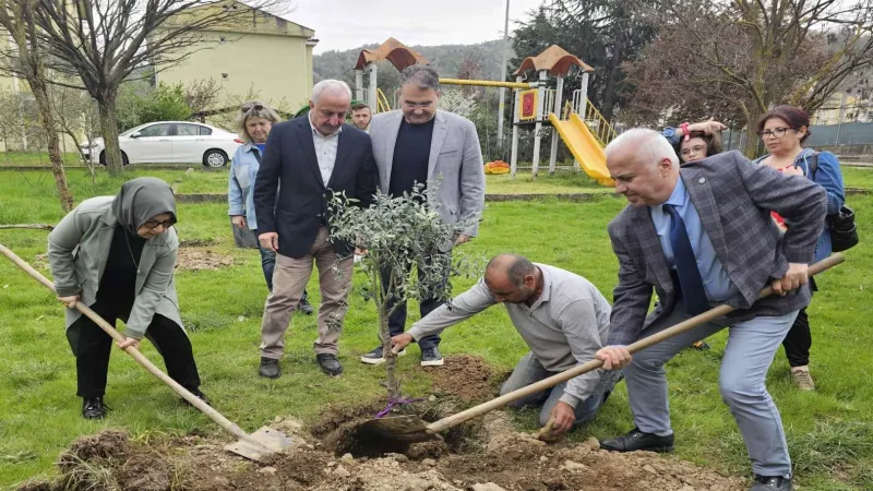 Kocaeli'de zeytin ağaçları toprakla buluştu