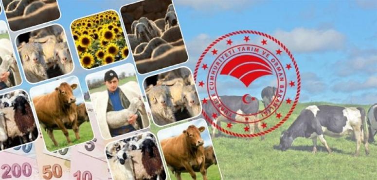ÇİFTÇİLERİN DESTEK ÖDEMELERİ BUGÜN BAŞLIYOR