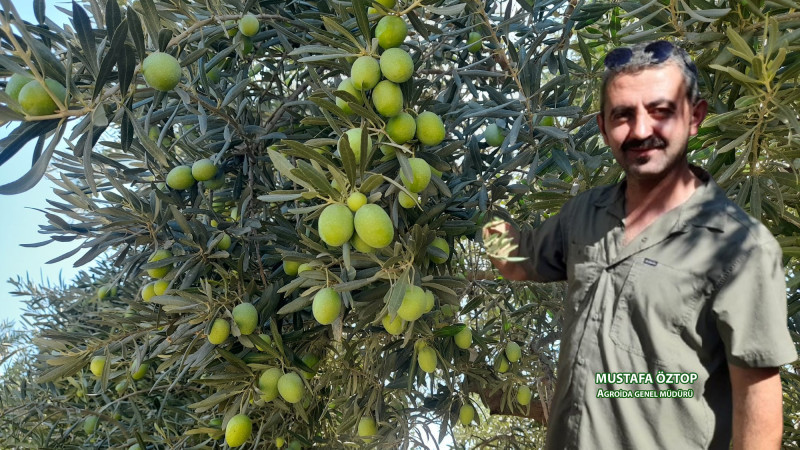Zeytin Üreticilerine Kritik Uyarı