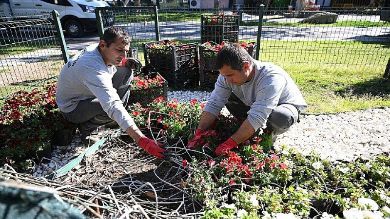 Kemer yaz sezonuna hazırlanıyor: İlçe petunyalarla süsleniyor