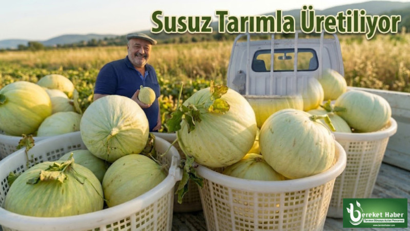 Toprakla Buluşan Tescilli Kavun Tohumları Toprak Yüzeyine Çıktı