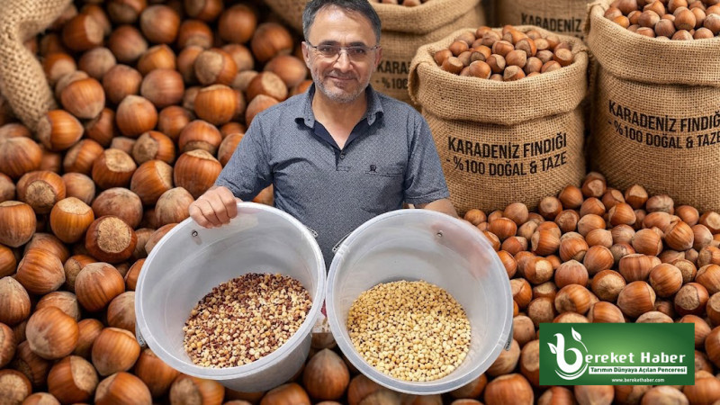 Bu Tesis Bölge Fındığına Katma Değer Sağlıyor