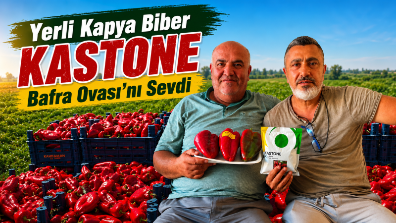 Yerli Kapya Biber KASTONE Bafra Ovası’nı Sevdi