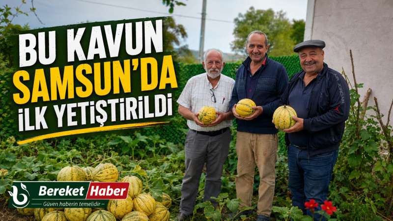 BU KAVUN SAMSUN’DA İLK DEFA YETİŞTİRİLDİ