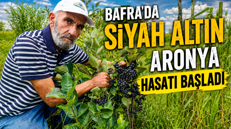BAFRA OVASI’NIN YENİ GÖZDESİ: ARONYA