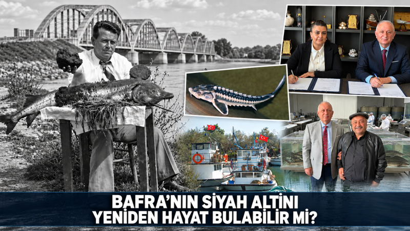 BAFRA’NIN SİYAH ALTINI YENİDEN HAYAT BULABİLİR Mİ?