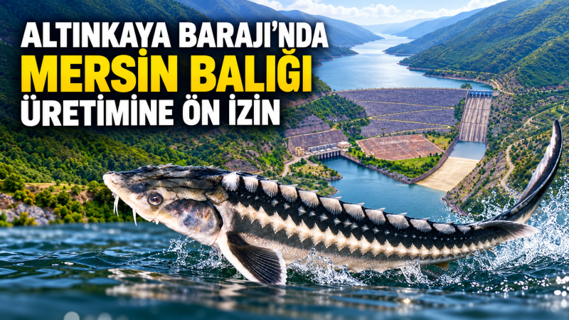ALTINKAYA BARAJI’NDA MERSİN BALIĞI ÜRETİMİNE ÖN İZİN
