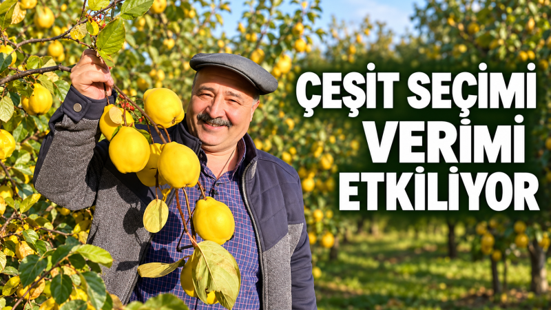 Ayvada erkek tozlayıcı fidan gerekir mi?