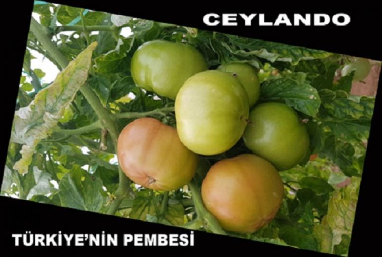 Ceylando Yüz Güldürecek