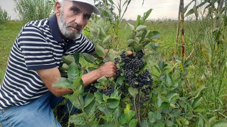 Hasat için gün sayıyor.!