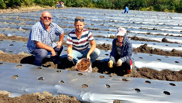 170 Bin Çilek Fidesi Toprakla Buluştu