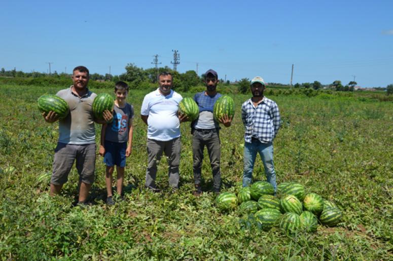 BAFRA KARPUZU PAZARA İNDİ