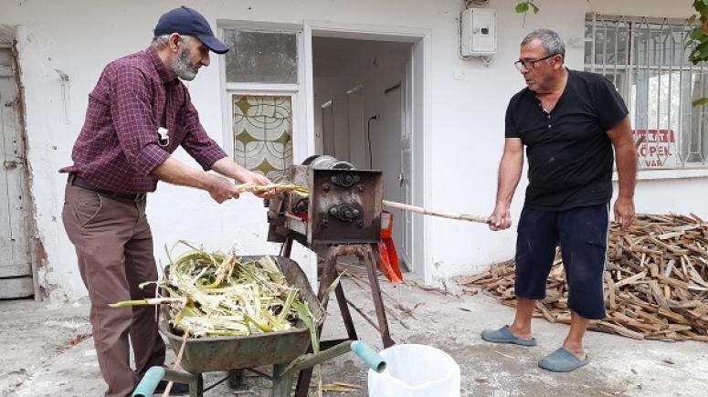 BAFRA’DA ŞEKER KAMIŞI PEKMEZİ