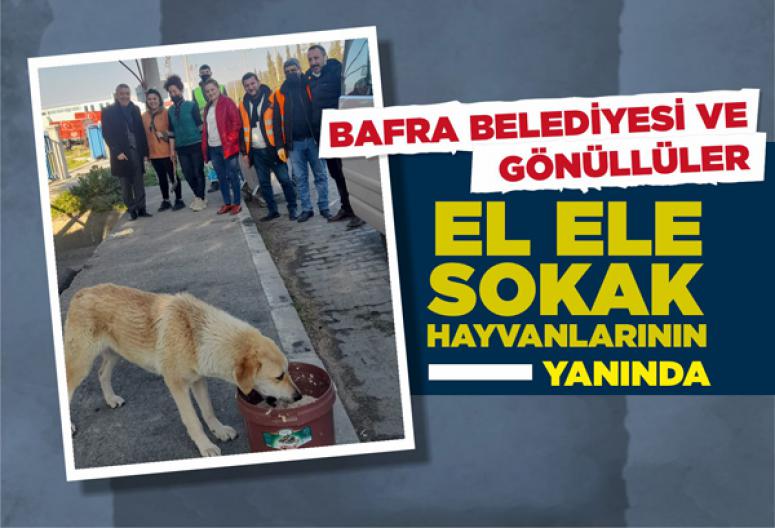 BAFRA BELEDİYESİ VE GÖNÜLLÜLER EL ELE  SOKAK HAYVANLARININ YANINDA