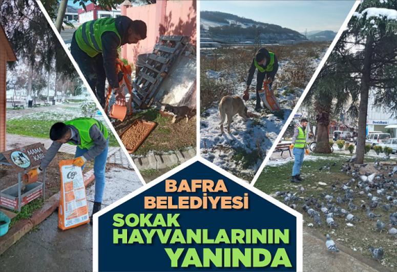 BAFRA BELEDİYESİ CAN DOSTLARINI YALNIZ BIRAKMIYOR