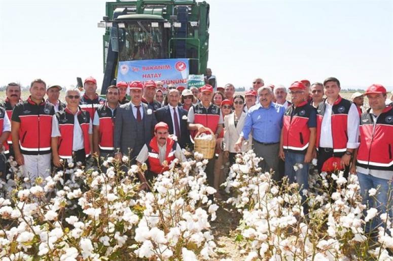 HATAY'DA PAMUK HASATI BAŞLADI