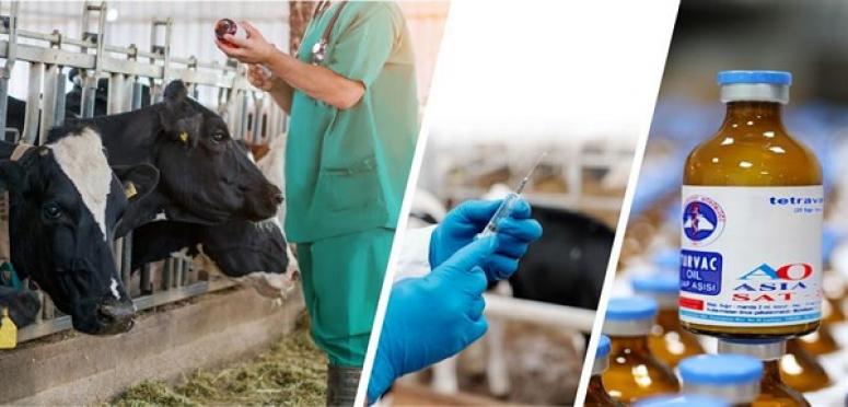 ŞAP HASTALIĞINA KARŞI SONBAHAR DÖNEMİ AŞILAMA KAMPANYASI BAŞLADI